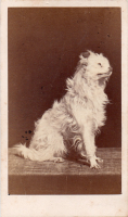 CDY2931
