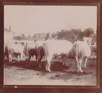CE084