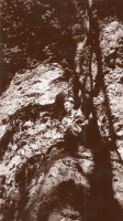 CP429