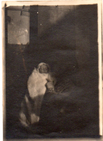 EV372