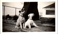 EZ550