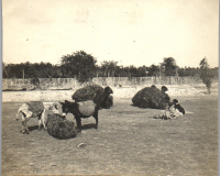 FV0040