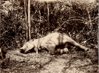 FV0735