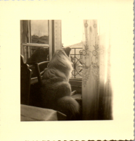 FY0086