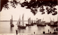 LIV19016
