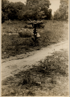 LIV19178