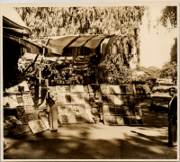 LIV19237