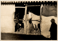 LIV19251