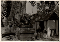 LIV19262