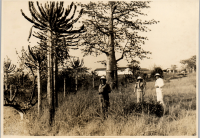 LIV19305