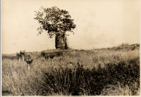 LIV19306