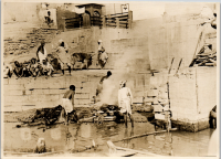 LIV19336