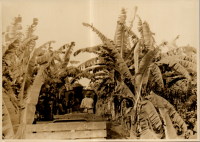 LIV19388