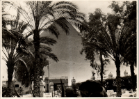 LIV19445